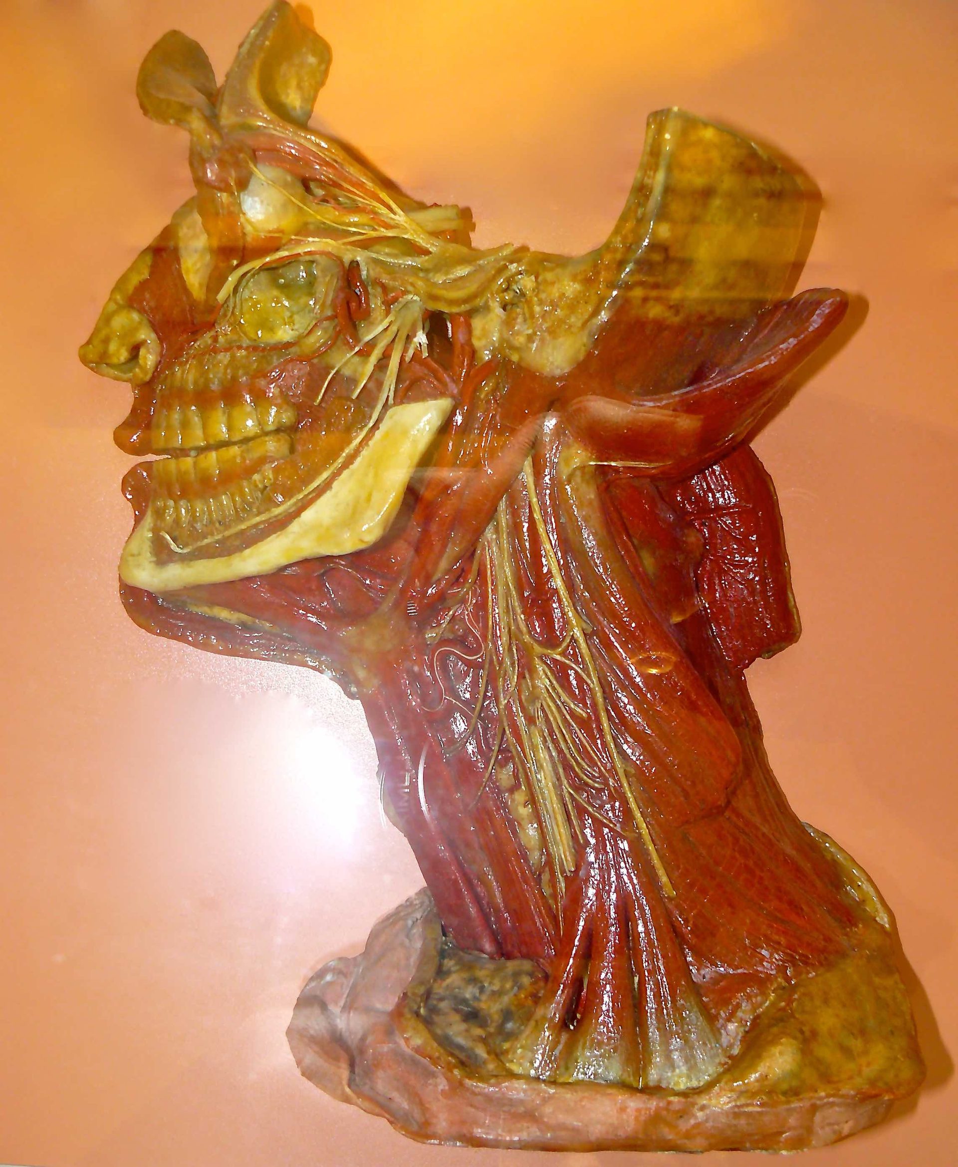 Wax Model.jpg